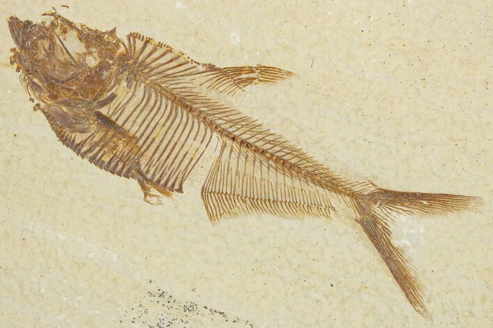 Detailed Fossil Fish (Diplomystus) - Wyoming #355604